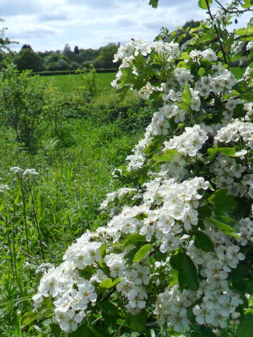 vwcampervan-aldridge:Crab Apple Blossom, Sandwell Valley park, West Bromwich, EnglandAll Original Ph