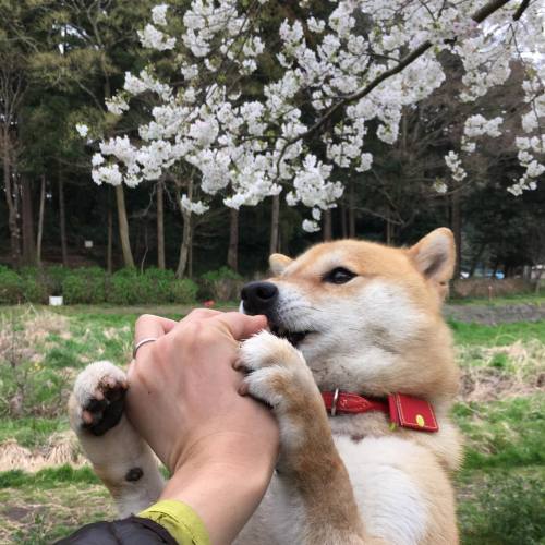 shibainu-komugi: 花より団子ですよ！おやつおいしいね #shiba #dog #komugi #柴犬