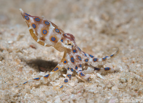 The Blue-Ringed Octopus is a tiny and extremely venomous cephalopod found in the tropical waters of 