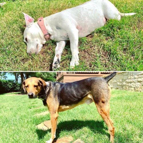 Got to see two of my favorite pups at lunchtime today! #Maggie #minibull #Reagan #hounddog (at Circ