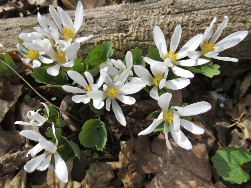 Photos from yesterday’s walk: bloodroot, mosses, skunk cabbage, and violets.  I feel lucky to live w