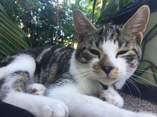 panicbox:Cat nap