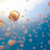 mariolemieuxs:     places 1/10: Jellyfish Lake, Eil Malk Island, Palau  Tourists