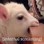 darveymondler