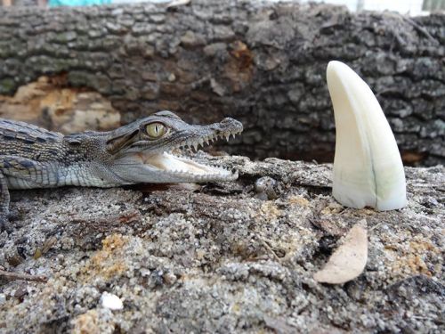 sarawr-monster:  Adorable photograph, ‘Minimo with one of his dad’s (Maximo) teeth’, posted by St. Augustine Alligator Farm Zoological Park on their facebook Page. Photograph taken by Jim Darlington