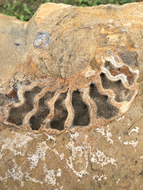 killingwithkazoos:geode(?) nautilus fossil i found in a rock near school that was put there as a ben