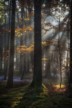 ponderation:  Fairies Playground by Stefan