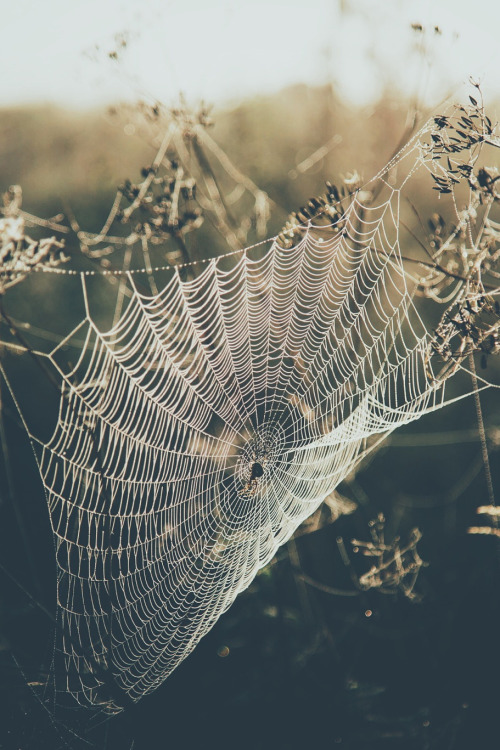 lsleofskye:Charlottes Web