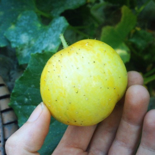 First crystal apple cucumber I grew from seed decided to grow under the mulch so the underside looke