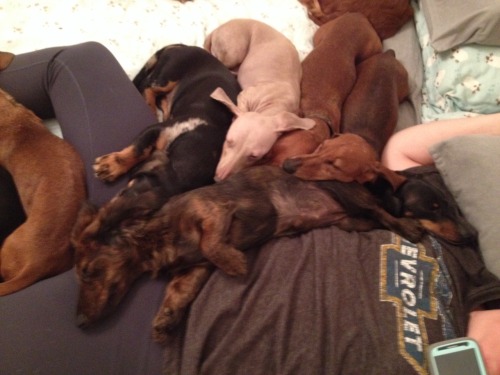 annanymousss:My family runs a dachshund rescue and, well……..this is usually what it looks like