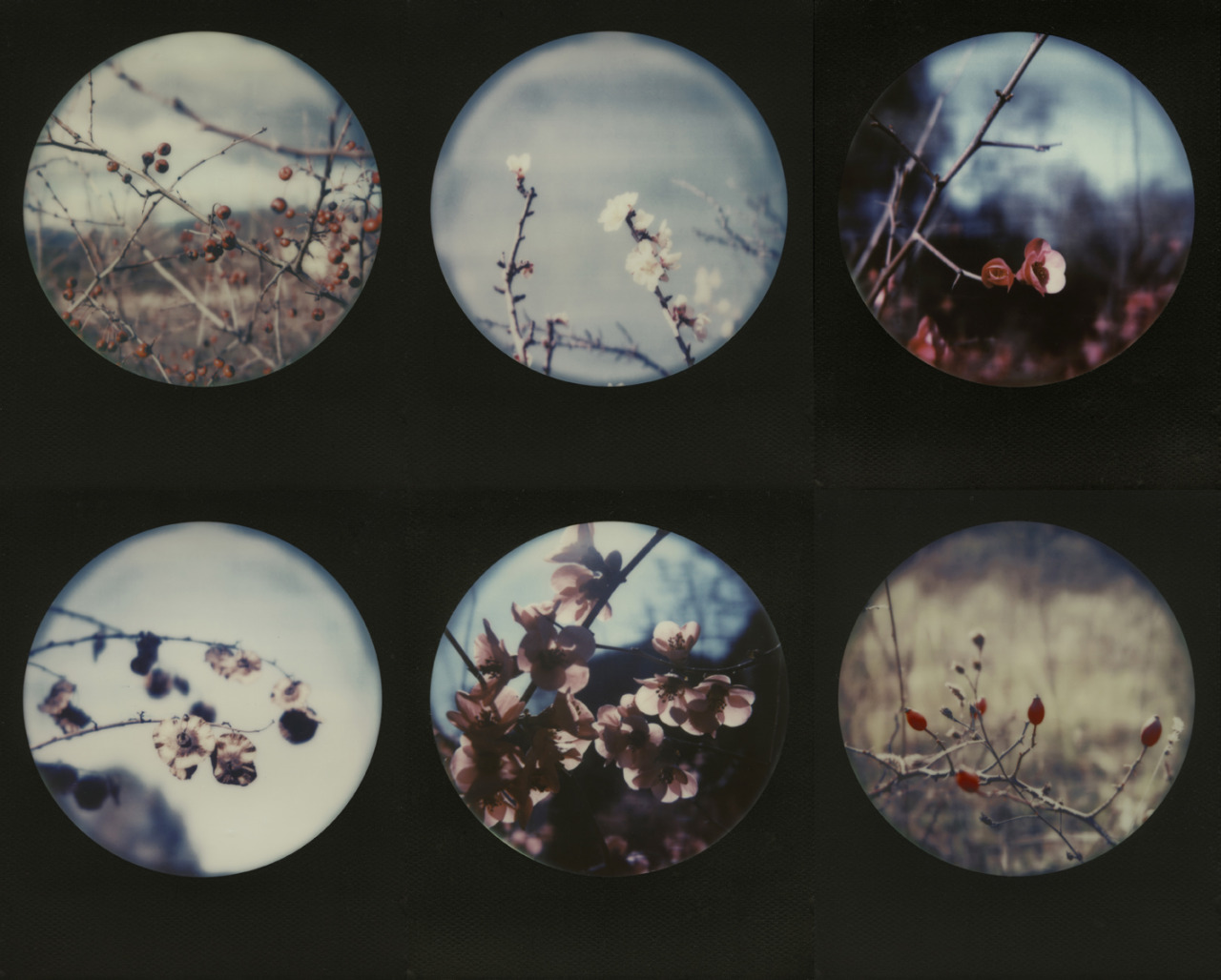 o-rel:winter, polaroid sx-70 alpha1 model2 [impossible color sx70], photography by