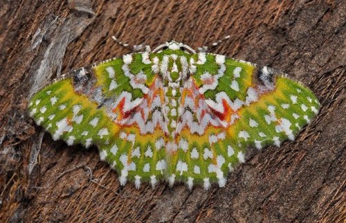 natureisthegreatestartist:What’s this? Eucyclodes gavissima aka Oriental orange banded green geometer moth. Exquisite, yes?