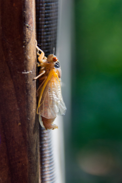 in praise of cicadas