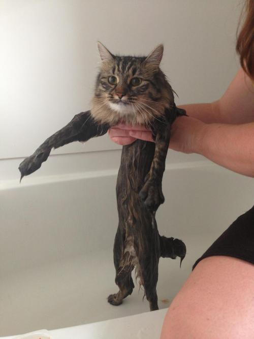 duhdoydorothy:sometimes i think cats dont like 2 be wet cus they dont want to reveal their silly tin
