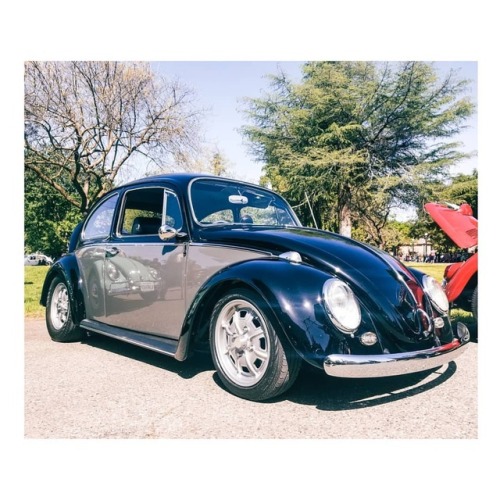 Kelley Park Vw car show! #kelleypark #kelleyparkvwshow #vwbug #vwbugshow #volkswagen #aircooled #vw