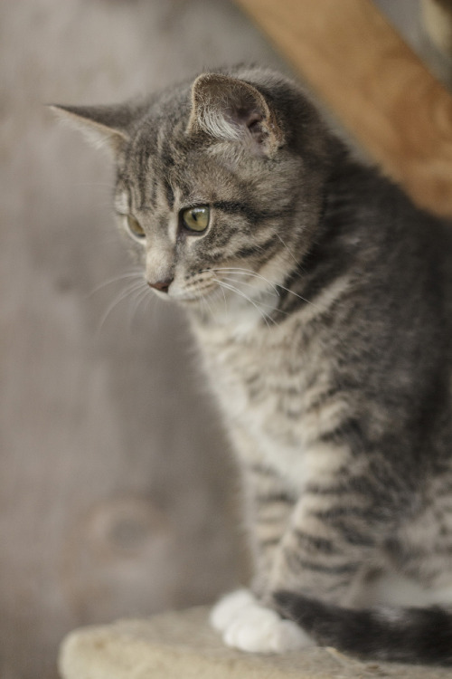 essentialasair: Fuzz, Sprocket and Jumper.