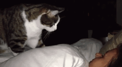 astridlopez24:  Como Te Despierta Tu Gato.Como Te Despierta Tu Perro.