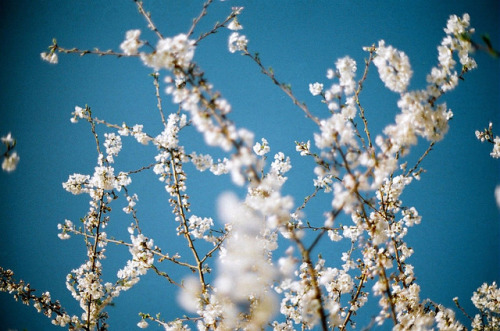 dark blue cherry blossoms by ulanalee on Flickr.