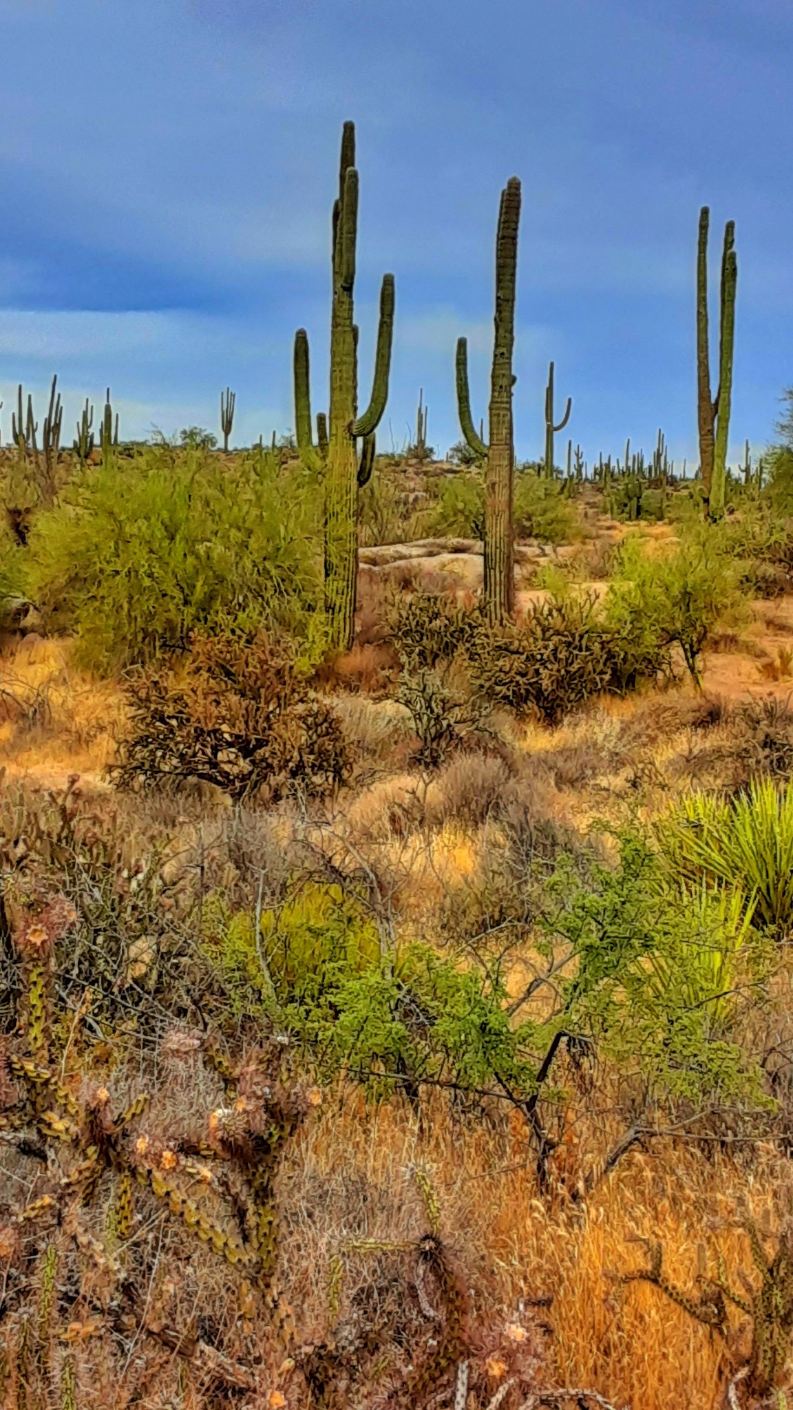 For the love of plants🧿 | Land of the cactus's 🌵