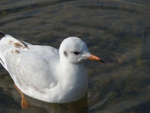 ユリカモメ　black-headed gullTown Birds ～ 街の鳥 ArchiveTown Sparrow ～ 街のすずめ　Archive