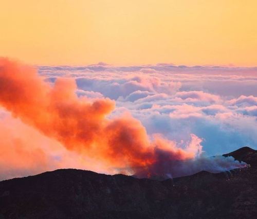 trefoiled:  Madeira by Lukas Furlan