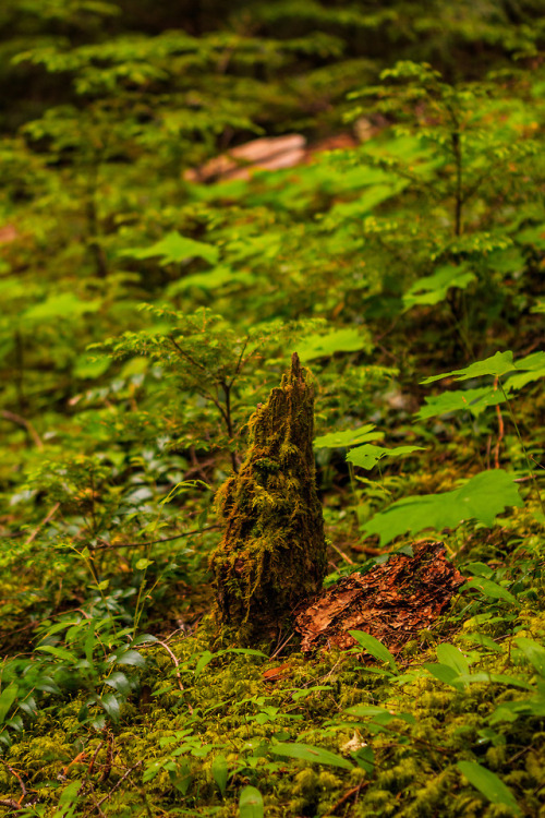 nature-hiking: Rotting tree stumps 5/? - Olympic National Park, WA, June 2017 photo by nature-hiking