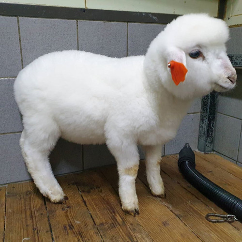 kuttithevangu:windcalling:hikingdragon:awesome-picz:This Sheep Cafe In Korea Shares Viral Photos Of 