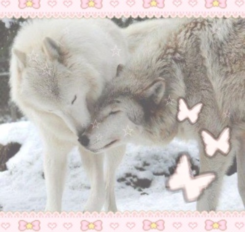 CUTE WOLVES!!!