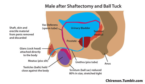 slave624339064: chirenon:  I frequently am asked about the difference between “mounding” and “pussification” (since I create stories about both procedures, along with a number of other erotic fantasy procedures). Although both procedures are