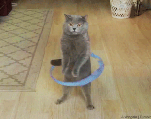 Inmersión carolino Preescolar ALXBNGALA — Hula Hoop Cat [video] via: [AaronsAnimals]