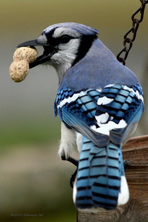 klemannlee:  Blue Jay - hooked on peanut. 