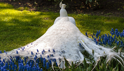 floralls:  White Peacock (by Silvain de Munck) 