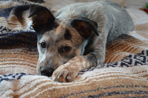 aboutme-g:  australiancattledogs:Margot, my five month old heeler  this face!!!!