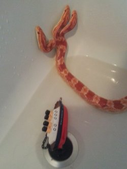 lymphonodge:  best-of-imgur:  Hydra, my three-headed corn snake  WHAT A BABY WHAT A THREE BABIES 