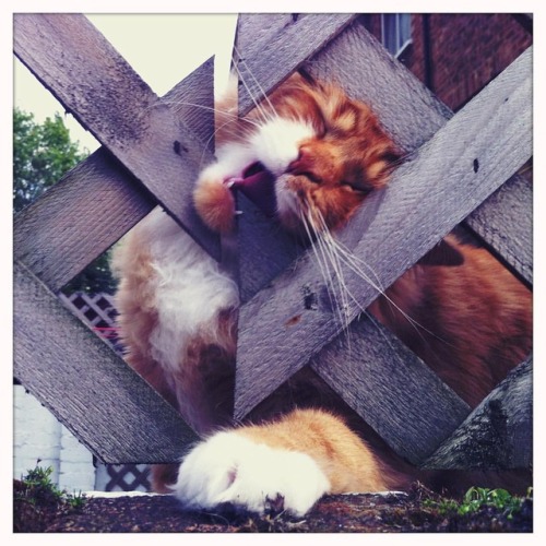 Monday’s #streetpussy is partial to a fence panel…