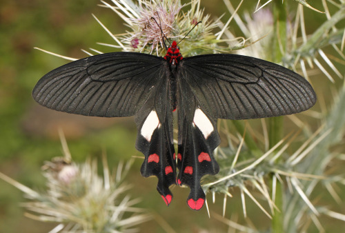 onenicebugperday:Common windmill butterfly, Byasa polyeuctes, Papilionidae (Swallowtails)F