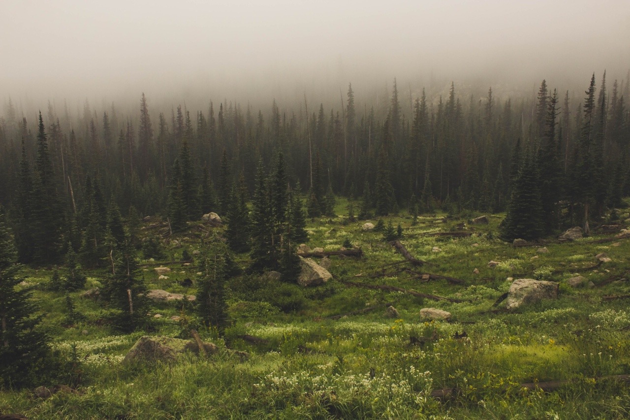 drestockwellphotos:  Edge of the Mist