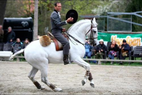 OxidadoXaquiro x CocaLusitano, Stallion15.3hhBorn 1994