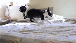 xe-stuff:  Boston terrier gets some exercise.