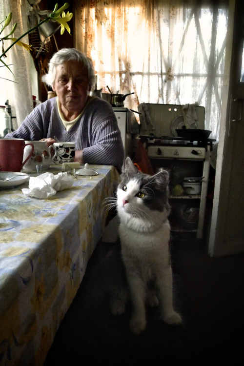 In the summer, some lucky Russian city cats gather for the annual country cottage living. This year,