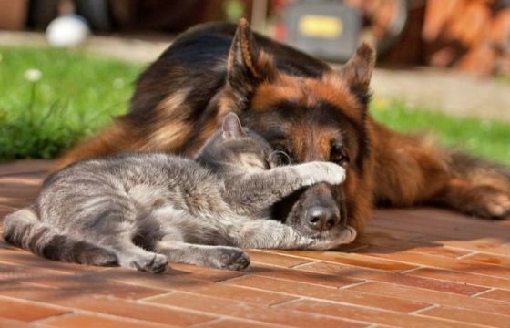 unusuallytypical-blog:  Friendship Between Grey Kitty and German Shepherd 