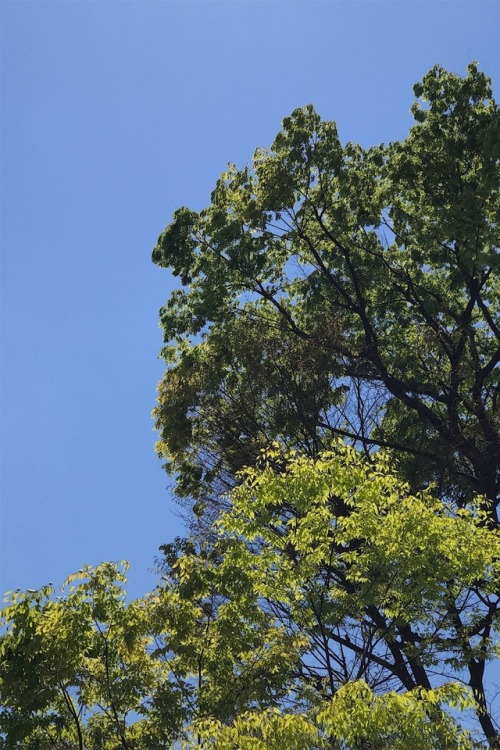 two tones of leaves in spring