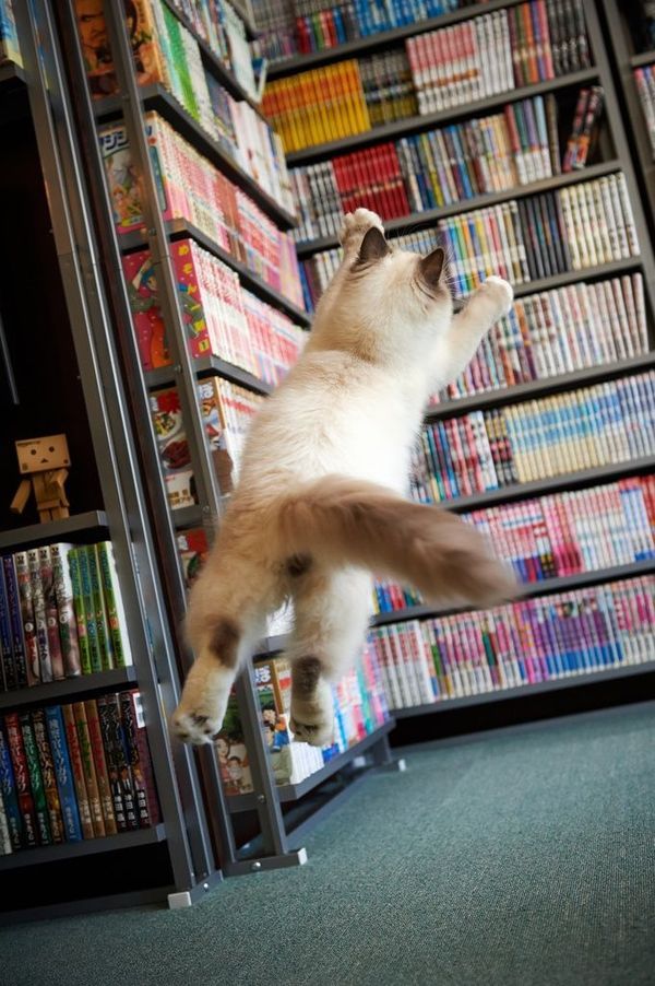 nprbooks:
“ ala-con:
“ ebookfriendly:
“ Book conqueror:-) http://ebks.to/1cRZU1j
”
ALL the books!
”
Yeah, he’s got nothing on my own Corporal Flops (yes, my cat Flops has a military rank; it’s a long story).
”