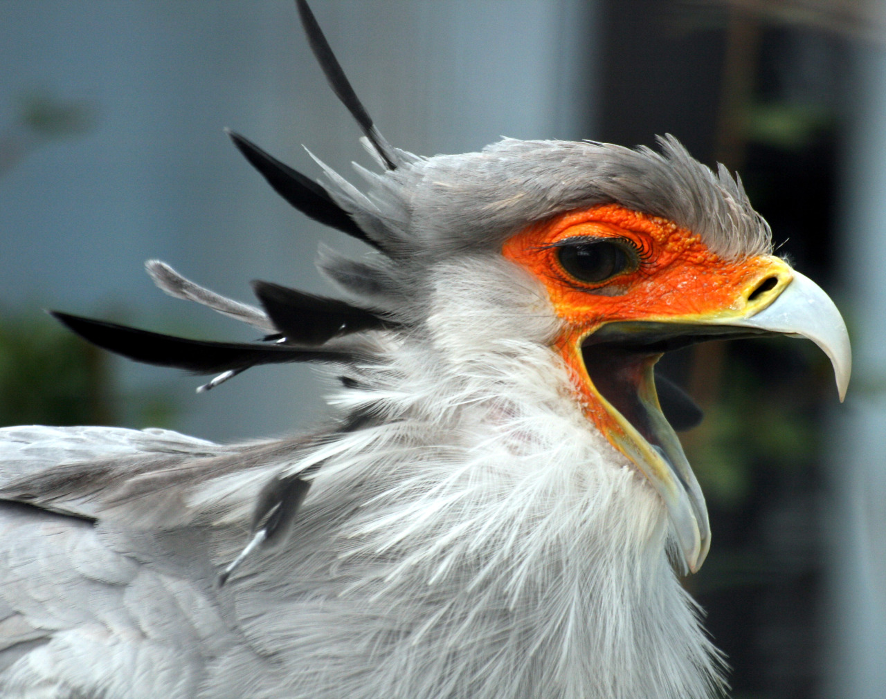 cool-critters:  Secretarybird (Sagittarius serpentarius)The secretarybird is a very