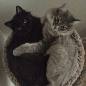 shaaylayy:and they called it, “puppy love.”