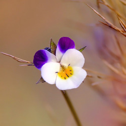 blooms-and-shrooms:  pansy by efeline  