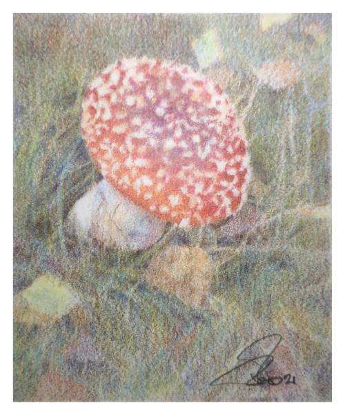 Flugsvamp, färgpenna, 9x11 cm, 750 krNär jag var liten målade min pappa några fina tavlor med flugsv