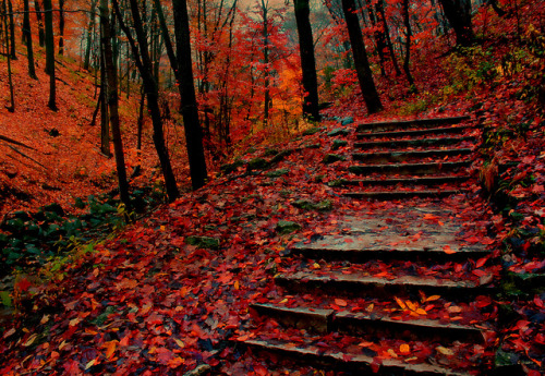ancientdelirium:Autumn Steps by Indy Kethdy on Flickr.