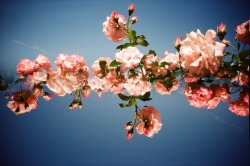 lomographicsociety:  Awesome Albums: LC-A+ 008 Rose by tanchin  The community is rife with creative uses of the LC-A+ and the Splitzer, and here’s one fresh set that has recently caught our eye! http://bit.ly/1ohnlch