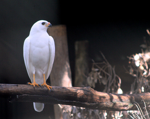 fornatureiseverywhere:  Grey (white) Goshawk. Eagle’s Heritage, Western Australia. 